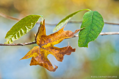 The beauty of autumn