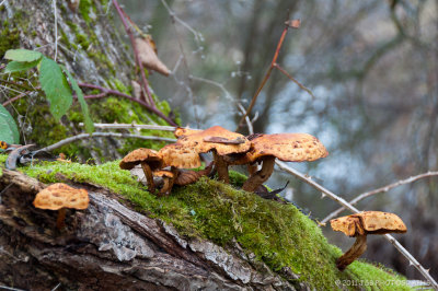 Wild Mushrooms