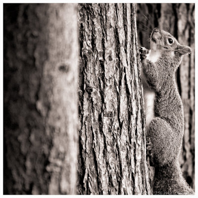 Squirrel