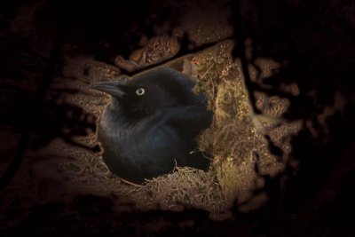 little black bird 