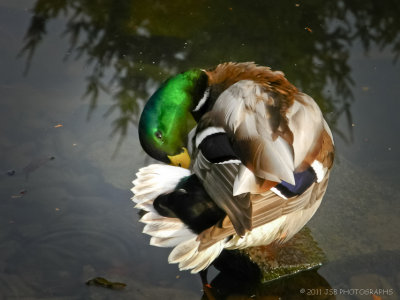 Mallard Duck