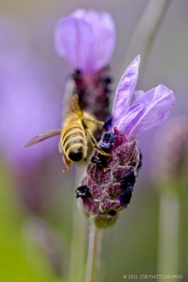 Bee stepping over