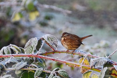 Song sparrow on a cold morning