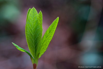 Oregon Green