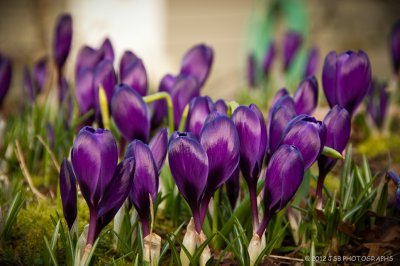 Crocus