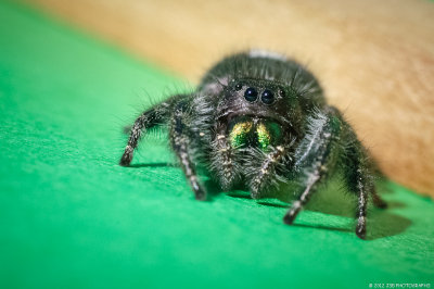 Jumping Spider