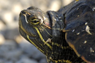 Red-eared slider turtle