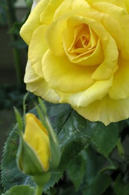 The beauty of yellow roses