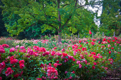 Roses