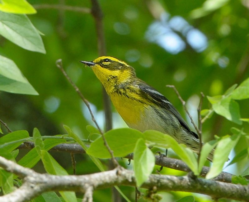 Townsends Warbler