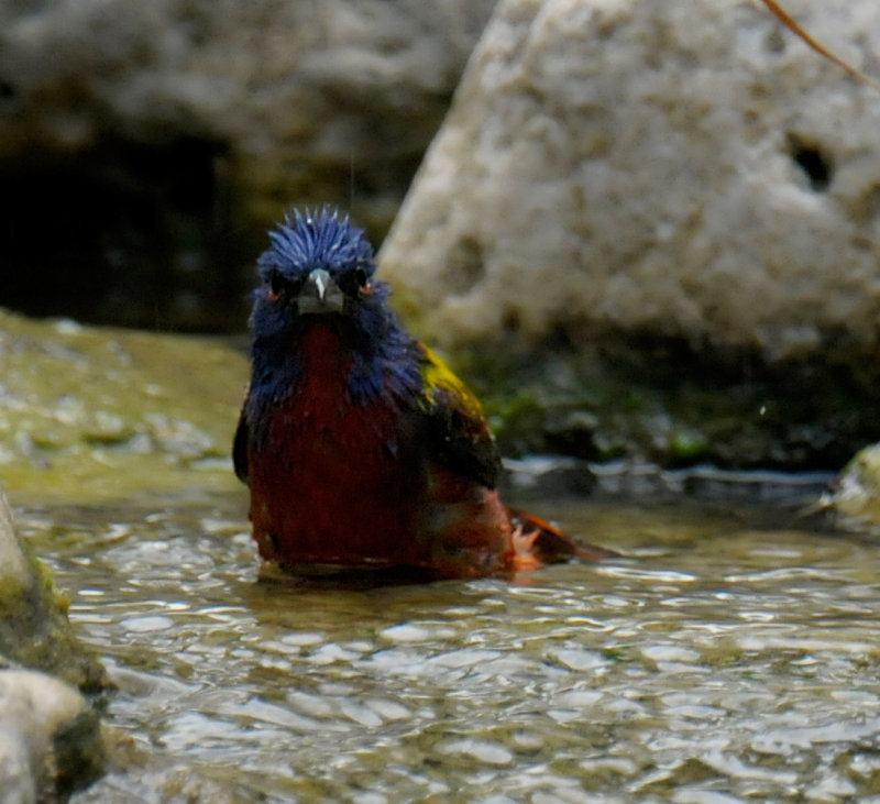 Painted Bunting