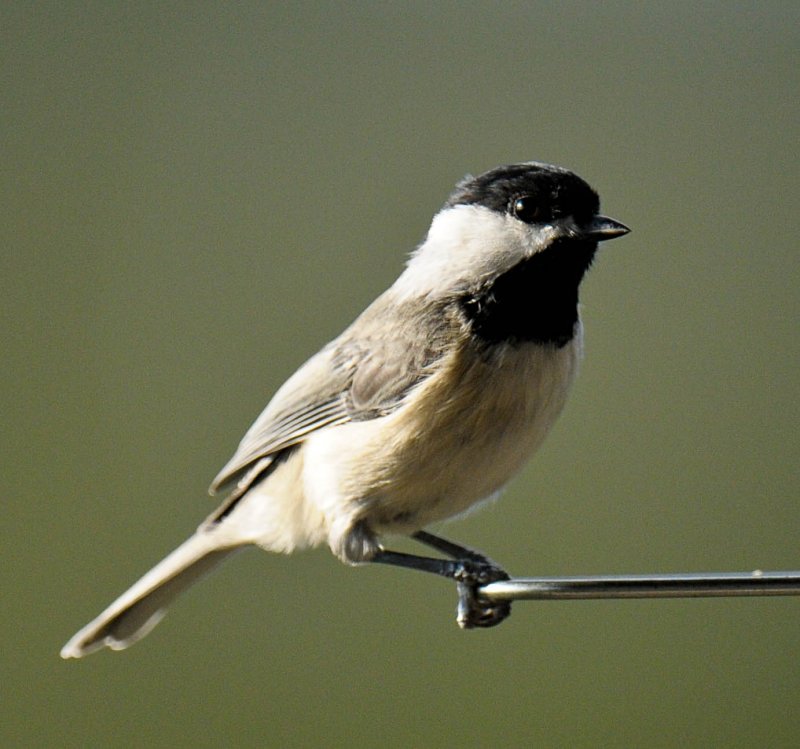 Carolina Chickadee