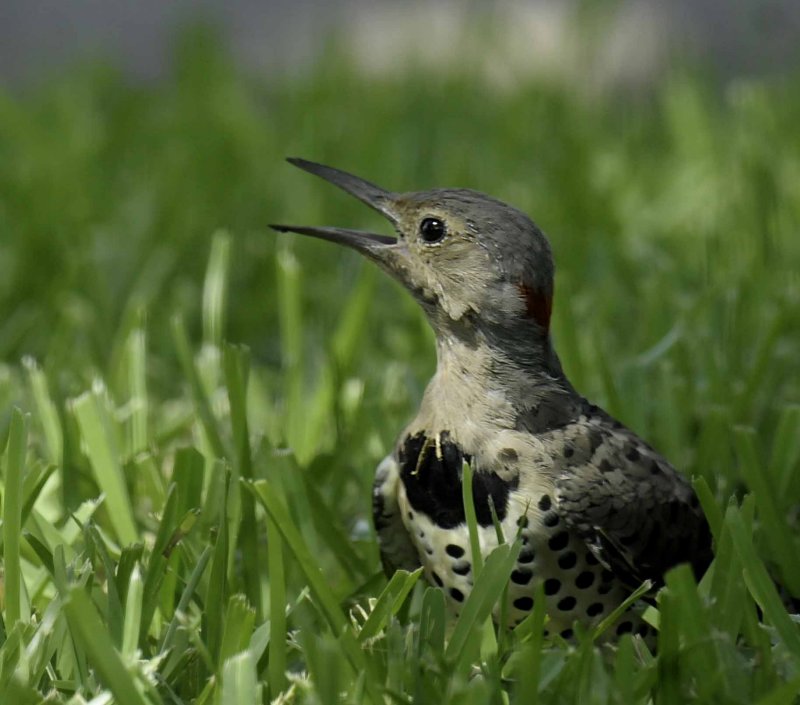 Northern Flicker