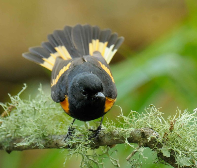 American Redstart
