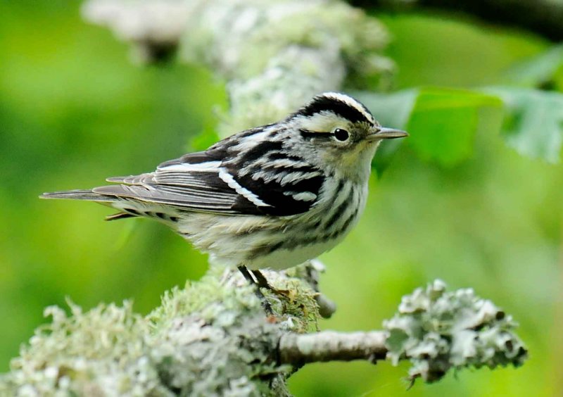 Black-and-white Wabler