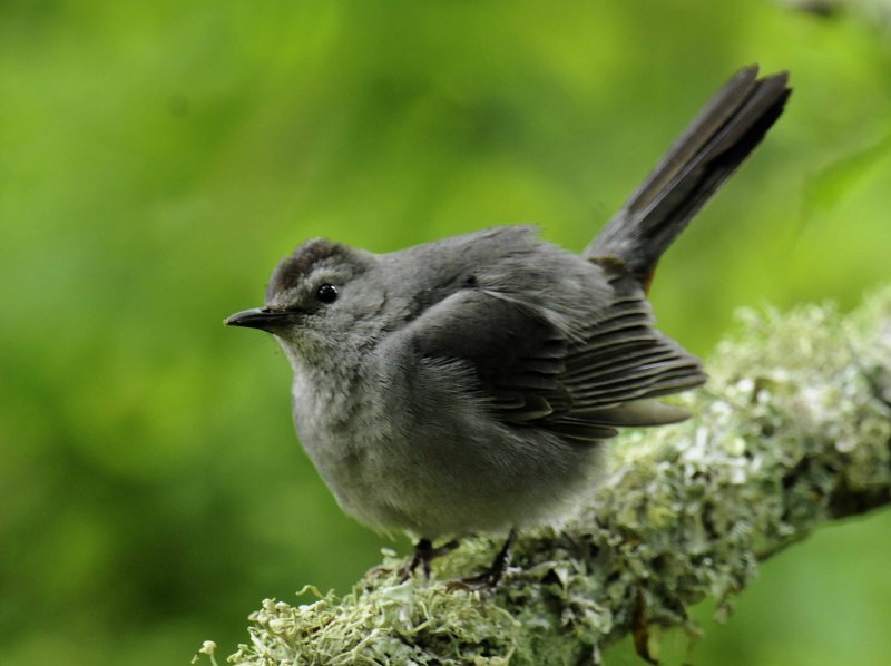 Catbird