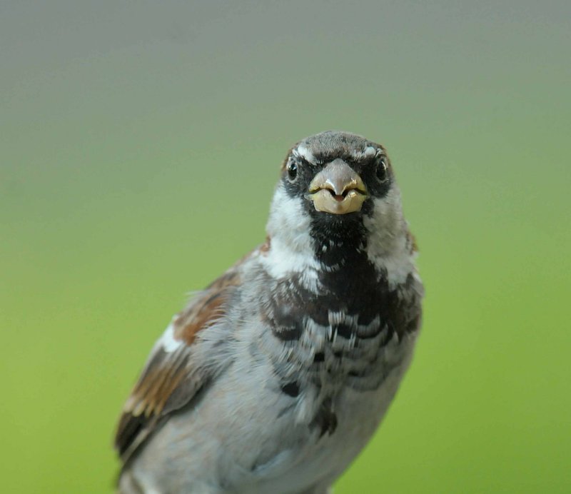 House Sparrow
