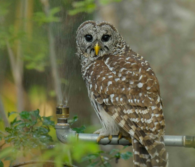 Barred Owl