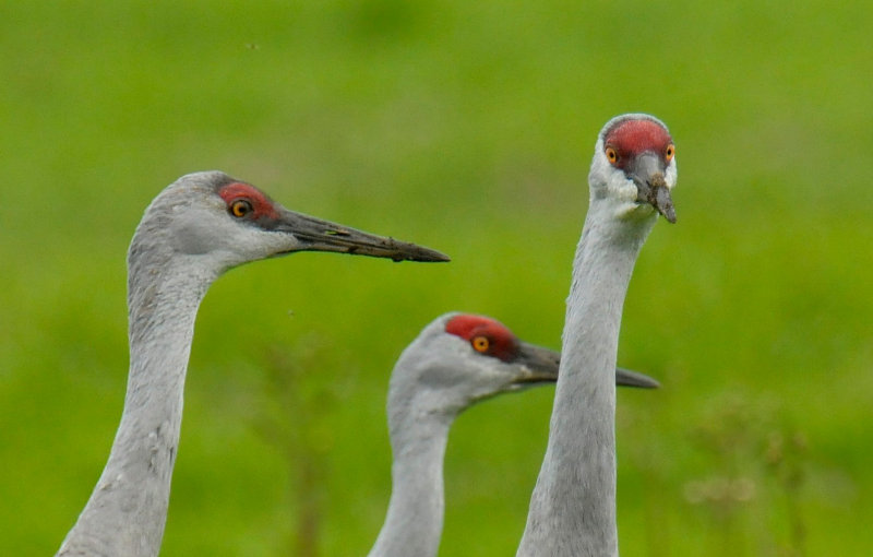 Sandhill Cranes