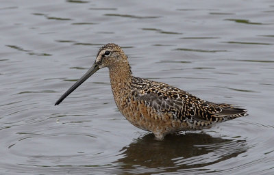 Long-billed Dowitcher