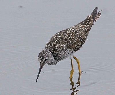 Lesser Yellowlegs