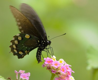 Black Swallowtail 