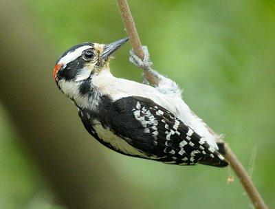 Downy Woodpecker