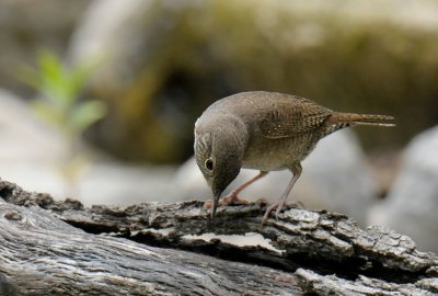 House Wren