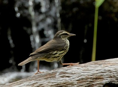 Rose-breasted Grosbeak