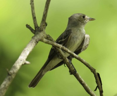 Eastern Wood-Pewee