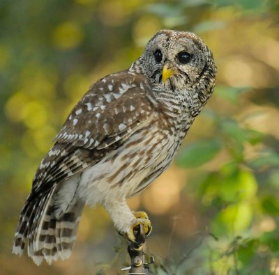 Barred Owl