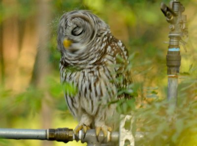 Barred  Owl