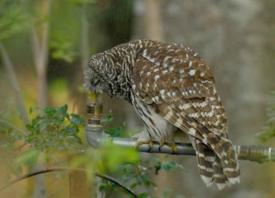 Barred Owl