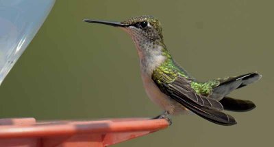 Ruby-throated Hummingbird