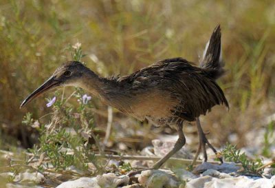 Clapper Rail