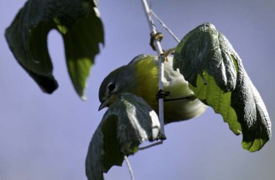 Northern Parula