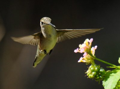 Ruby-throated  Hummingbird
