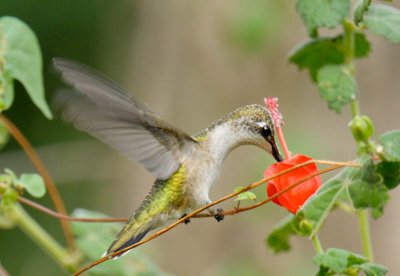 Ruby-throated Hummingbird