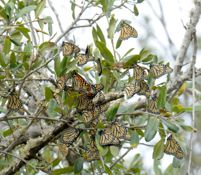 Monarch Butterflies