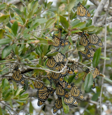 Manarch Butterflies