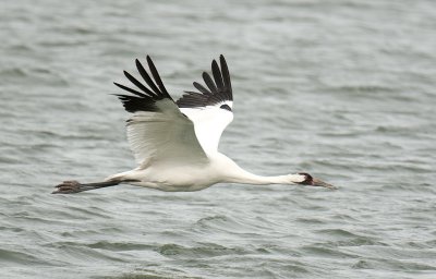 Whooping Crane