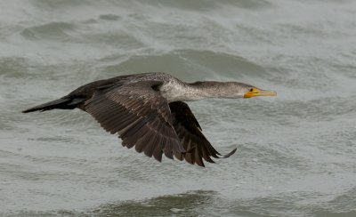 Double-crested Cormorant