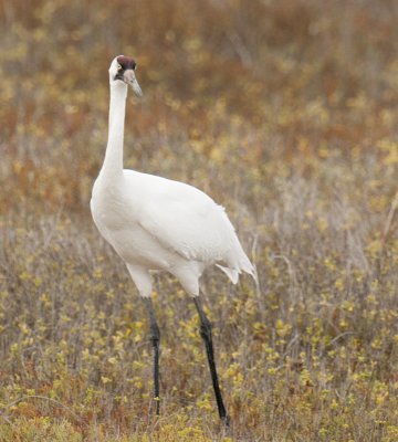 Whopping crane