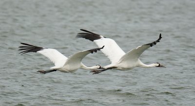 Whooping crane