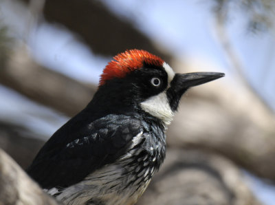 Acorn Woodpecker