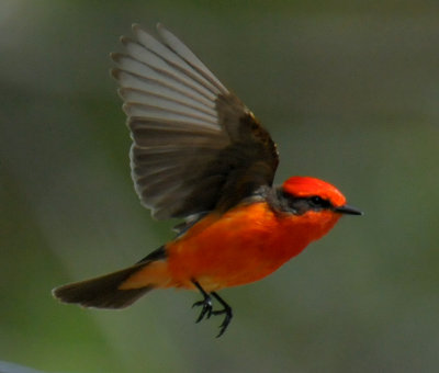 Vermilion Flycatcher