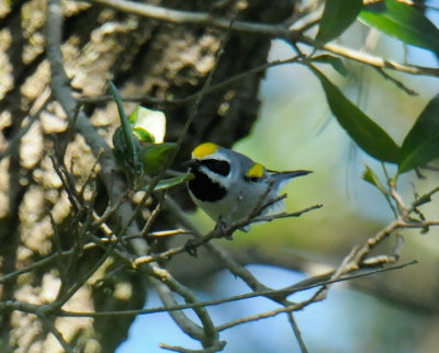 Golden-winged Warbler