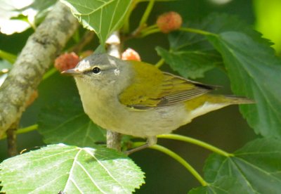 Tennessee Warbler