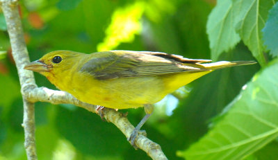 Summer Tanager