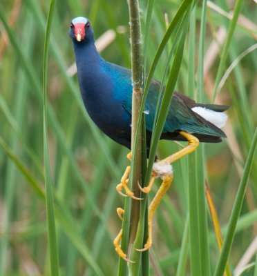 Purple Gallinule